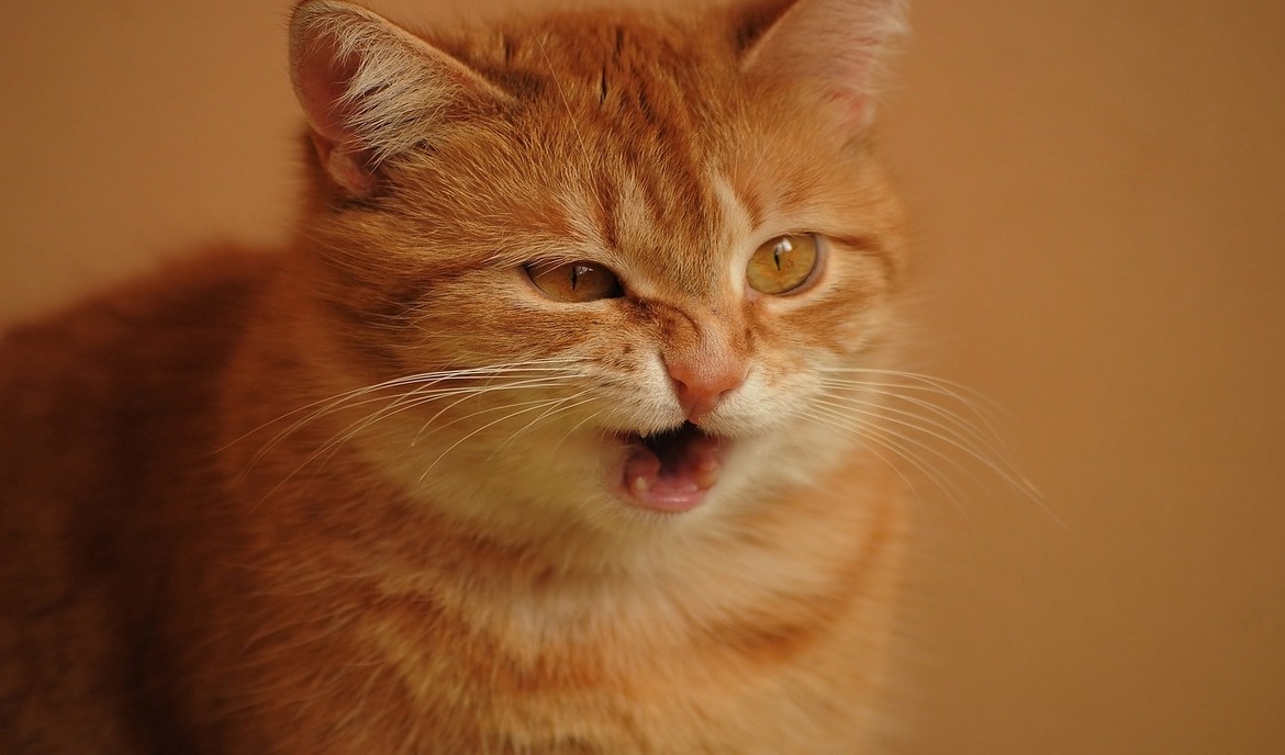 Katze niest: daran kann es liegen